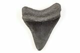 Fossil Megalodon Tooth - South Carolina #171090-1